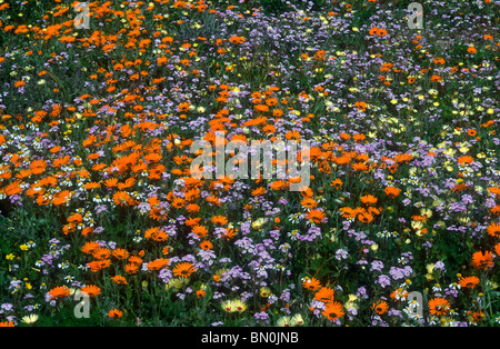 Gemischte jährliche Blumen, Western Cape, Südafrika Stockfoto