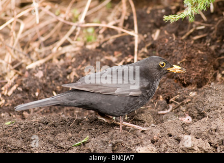 Eine männliche Amsel auf dem Boden Stockfoto