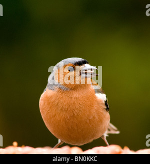 Eine männliche Buchfink auf einem Vogel Tisch Stockfoto
