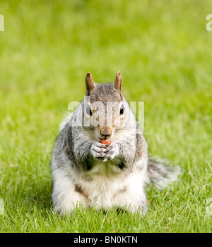 Ein grauen Eichhörnchen Essen eine Nuss Stockfoto
