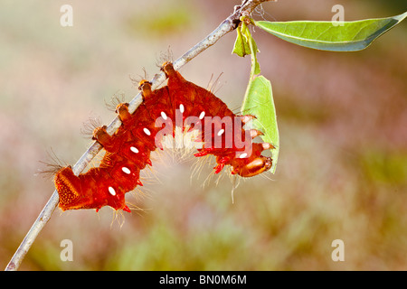 Ocala, FL - Mai 2009 - Imperial Moth (Eacles Imperialis) Raupe Stockfoto