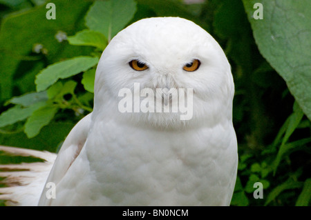 Eine männliche Schneeeule Stockfoto