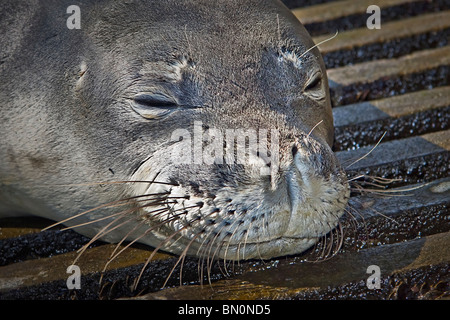 Hawaii-Mönchsrobbe, Monachus Schauinslandi, sonnen sich an Bootsrampe, junger Mann, vom Aussterben bedroht, Honokohau Harbor, Hawaii Stockfoto