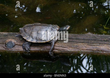 Ein Blanding Schildkröte ruht auf einem Baumstamm Stockfoto