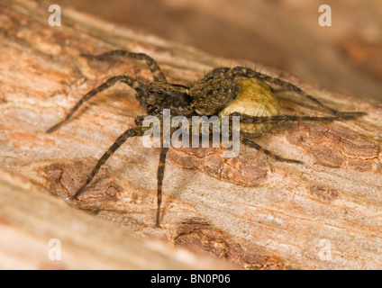 Eine weibliche Wolfspinne, die auf der Suche nach ihrer Brut. Stockfoto