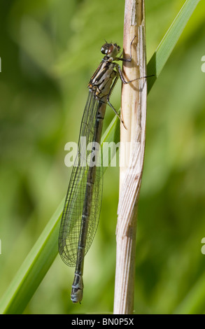 Weibliche Azure Damselfly in South Norwood Country Park genommen. Stockfoto