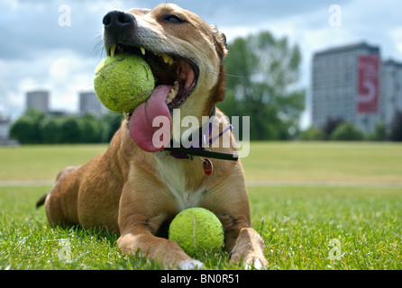 Hund mit Kugeln Stockfoto