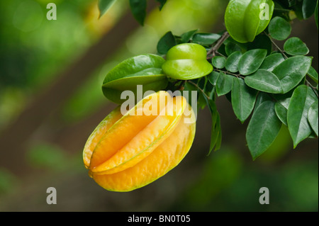 Reife Sternfrüchte, Zweig. "Gattung Karambolen" Stockfoto