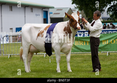 Ayrshire Dairy Cattle braune und weiße Markierungen. Veranstaltungen und Teilnehmer der „The Ceshire Game & Country Fair Show“, Knutsford, Großbritannien. Die große Royal Highland Show 2010  Scottish Agricultural Society of Scotland, UK fand in Ingliston, Edinburgh, Schottland, UK statt Stockfoto