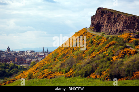 Arthurs Seat Edinburgh Schottland UK bekleidet in Ginster blühen mit Blick auf die Altstadt von Edinburgh, auf der Suche nach Norden Stockfoto