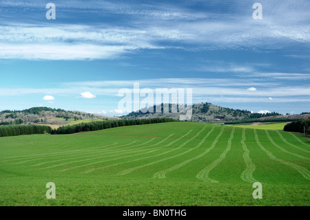 Grüner Wiese geschnitten frisch mit Rasen Linien zeigen. Blauer Himmel und grünen Rasen mit Bergen dazwischen. Stockfoto