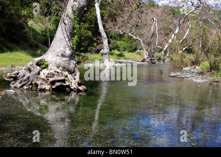 Platanen säumen Alameda Creek fließt es durch die Sunol regionale Wildnis nahe Sunol, Kalifornien. Stockfoto