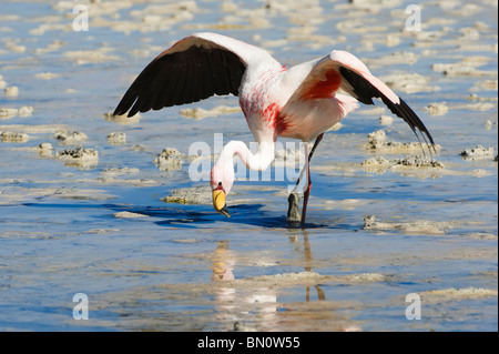 Puna oder James Flamingo (Phoenicoparrus Jamesi), Laguna Hedionda, Potosi, Bolivien Stockfoto