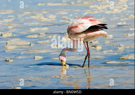 Puna oder James Flamingo (Phoenicoparrus Jamesi), Laguna Hedionda, Potosi, Bolivien Stockfoto