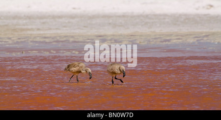 Young-Anden-Flamingos (Phoenicopterus Andinus), Laguna Colorada, Potosi, Bolivien Stockfoto