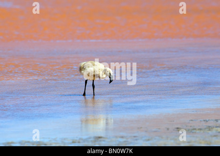 Young-Anden-Flamingo (Phoenicopterus Andinus), Laguna Colorada, Potosi, Bolivien Stockfoto