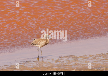 Young-Anden-Flamingo (Phoenicopterus Andinus), Laguna Colorada, Potosi, Bolivien Stockfoto