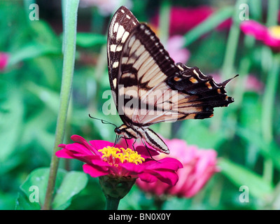 Schwalbenschwanz Schmetterling saugen Nektar aus einer Blume Stockfoto