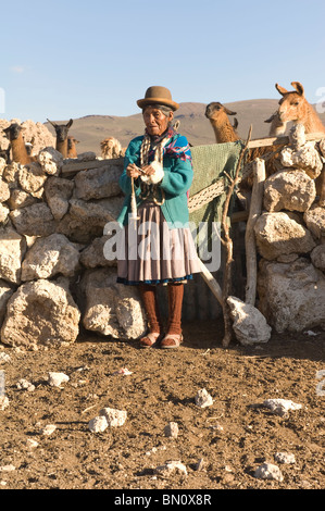 Lama Alpenwanderung trägt einen Bowler-Hut, auch genannt Bombin; San Juan, Potosi, Bolivien Stockfoto