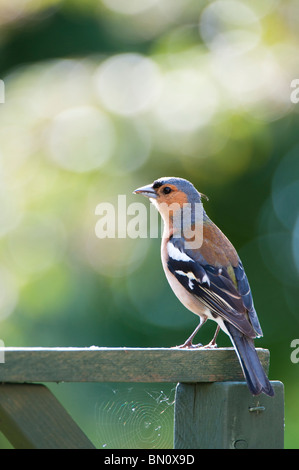 Fringilla Coelebs, männliche Buchfink Stockfoto