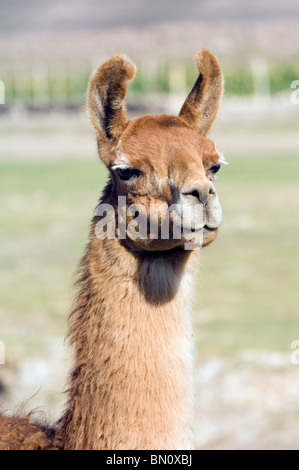 Lama Kopf, San Juan, Potosi, Bolivien Stockfoto