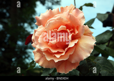 Rosa nur Joey, Aprikose Teerose Stockfoto