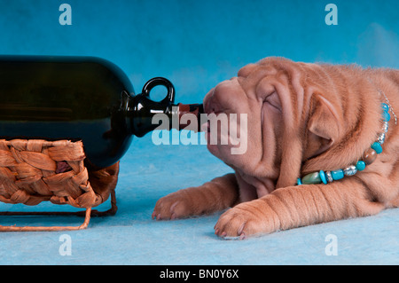 Lustige Welpen ist Wein aus der Flasche trinken Stockfoto