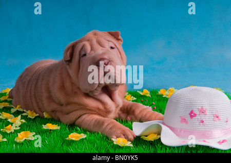 Lustige Welpen ist liegend auf dem Rasen mit Blumen warten auf ihren Meister Stockfoto