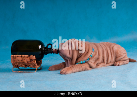 Sharpei Welpen ist mit einer großen Flasche liegend. Stockfoto