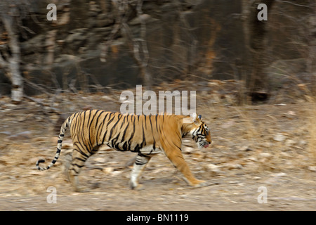 Bewegt sich in der trockenen laubwechselnden Wald von Ranthambore Tiger Tiger reserve, Indien Stockfoto