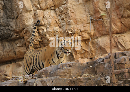 Eine dominante männliche Tiger zu Fuß auf den Felsen im Ranthambore Nationalpark, Indien Stockfoto