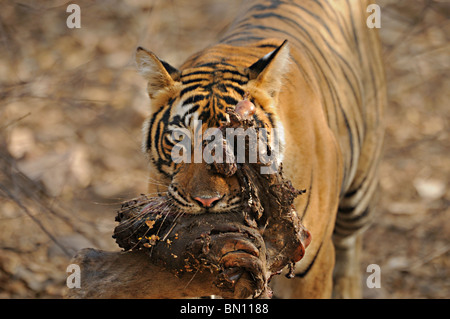 Wilde Tiger mit einem Stück von Mea aus ihrer Tötung im Ranthambore Tiger reserve, Indien Stockfoto