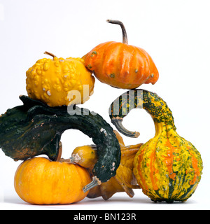 Haufen Kürbisse / squash im Studio. Stockfoto