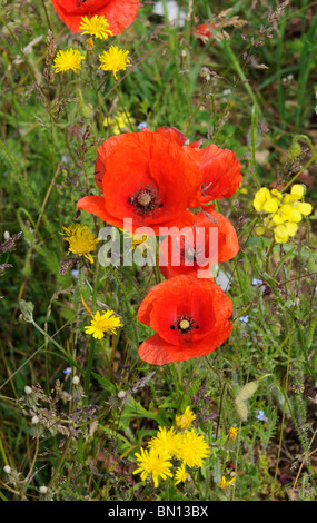 Mohn und wilde Blumen wachsen am Rande eines Feldes von Gerste englische Landschaft Stockfoto