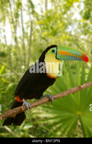 Tukan Kee in Rechnung Tamphastos Sulfuratus auf den Dschungel Stockfoto