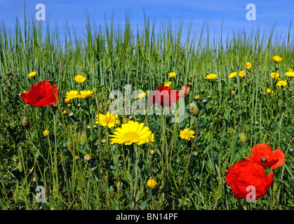 wilde Blumen wachsen im Westen Pentire in Cornwall, Großbritannien Stockfoto