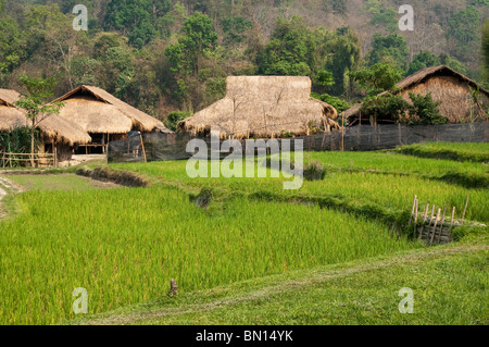 Reisfelder und Häuser am Baan Tong Luang, Dorf der Hmong Leute im ländlichen Provinz Chiang Mai, Thailand. Stockfoto