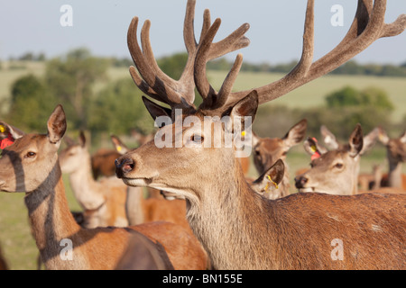 Hirsch mit jungen weiblichen Woppitie Hirsch im Hintergrund Stockfoto