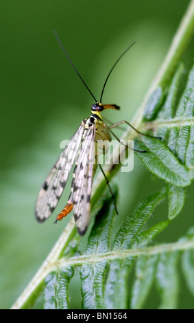 Scorpion Fly, Panorpa Communis, Panorpidae Stockfoto