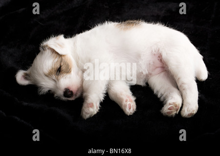 müde Parson Russel Terrier Welpe liegend auf einer schwarzen Decke Stockfoto