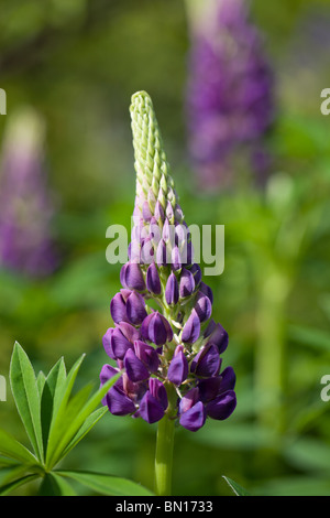 Garten-Lupine oder großblättrige Lupine - Lupinus polyphyllus Stockfoto