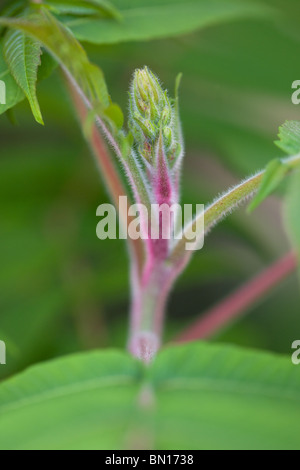 Rhus Typhina oder Staghorn Sumach - Rhus hirta Stockfoto
