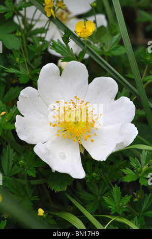 Hundsrose, Rosa canina Stockfoto