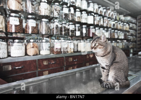 Katze wie ein Verkäufer in traditioneller chinesischer Medizin und getrocknete Ware shop Stockfoto