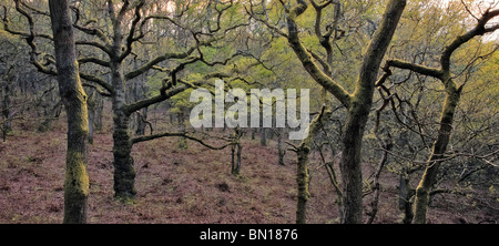 Antike Eichenholz im Frühjahr Kent England UK Stockfoto