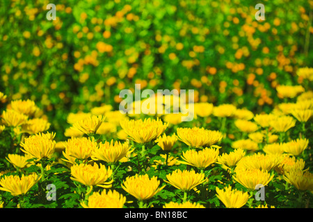 Hellen Chinese New Year Blumenmarkt fair. Stockfoto