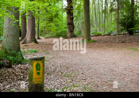 Weg durch Whippendell Wald, Watford, Hertfordshire, UK Stockfoto