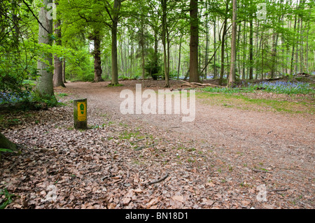 Weg durch Whippendell Wald, Watford, Hertfordshire, UK Stockfoto