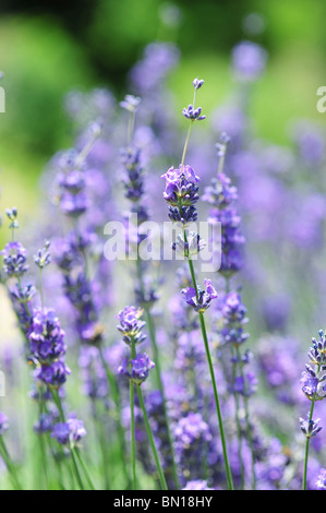 Lavandula Angustifolia (Lavandula Spica oder Lavandula Vera; gemeinsame Lavendel, echter Lavendel, englischer Lavendel oder Officinalis) Stockfoto