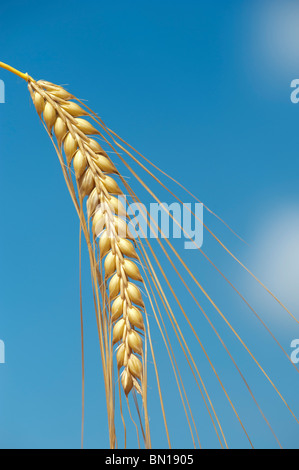 Hordeum vulgare. Einzelne Gerste Ohr vor blauem Himmel Reifung Stockfoto